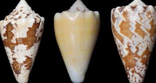 Νέο ισχυρό αναλγητικό από το δηλητήριο ενός θαλάσσιου σαλιγκαριού