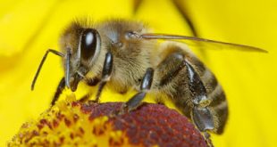 Οι επιστήμονες έμαθαν στις μέλισσες να παίζουν μπάλα και να βάζουν γκολ!