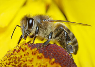 Οι επιστήμονες έμαθαν στις μέλισσες να παίζουν μπάλα και να βάζουν γκολ!