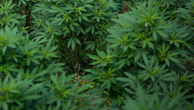 Η μαριχουάνα αυξάνει τον κίνδυνο για εγκεφαλικό και καρδιακή ανεπάρκεια