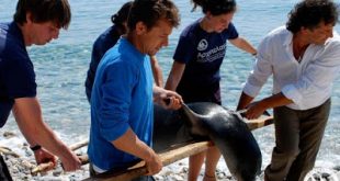 Θανατώνοντας τα Σπάνια Ζώα των Θαλασσών μας