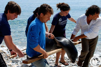 Θανατώνοντας τα Σπάνια Ζώα των Θαλασσών μας