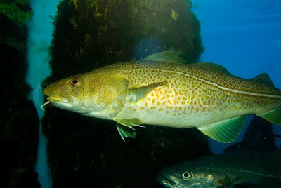 Μπακαλιάρος (βακαλάος) ψάρι πλούσιο σε ασβέστιο, μαγνήσιο, φωσφόρο, σίδηρο, κάλιο, Β12 και Ω3 λιπαρά