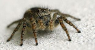 Πώς μπορεί το δηλητήριο της αράχνης να βοηθήσει μετά από εγκεφαλικό