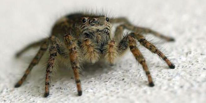 Πώς μπορεί το δηλητήριο της αράχνης να βοηθήσει μετά από εγκεφαλικό