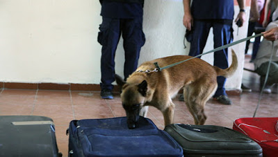 Σκύλοι «ντετέκτιβ» στους δρόμους της Θεσσαλονίκης