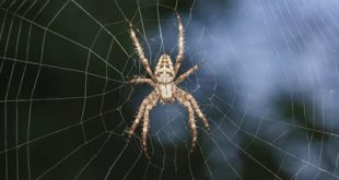 Το δηλητήριο αράχνης προστατεύει τον ανθρώπινο εγκέφαλο από τις βλάβες ενός εγκεφαλικού επεισοδίου