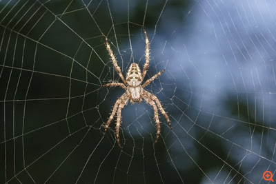 Το δηλητήριο αράχνης προστατεύει τον ανθρώπινο εγκέφαλο από τις βλάβες ενός εγκεφαλικού επεισοδίου