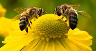 Χωρίς μέλισσες οι πιο σημαντικές φυτείες θα αφανιστούν. Το πρόγραμμα Bee Care της Bayer για την υγεία των μελισσών