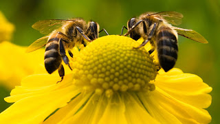 Χωρίς μέλισσες οι πιο σημαντικές φυτείες θα αφανιστούν. Το πρόγραμμα Bee Care της Bayer για την υγεία των μελισσών