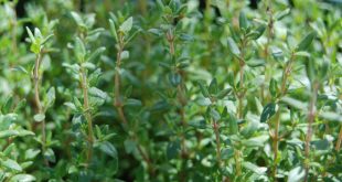 Δύο άγνωστες αλλά χρήσιμες ιδιότητες του θυμαριού