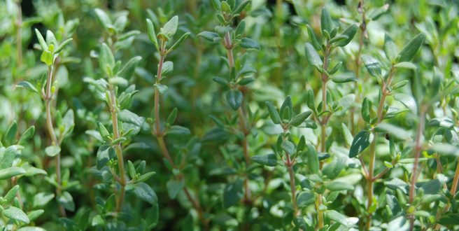 Δύο άγνωστες αλλά χρήσιμες ιδιότητες του θυμαριού