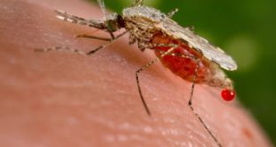 Η ελονοσία υπάρχει ακόμα. Η πρόληψη είναι ο καλύτερος τρόπος αντιμετώπισης