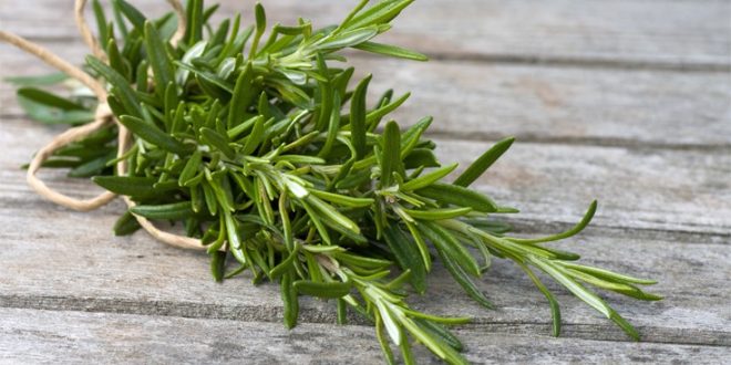 To δεντρολίβανο ενισχύει τη μνήμη των μαθητών