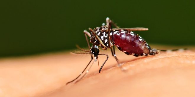 Γιατί τα κουνούπια τσιμπάνε κάποιους και κάποιους άλλους όχι