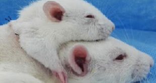 Ο δικέφαλος αρουραίος: Μεταμόσχευση κεφαλιού σε πειραματόζωο