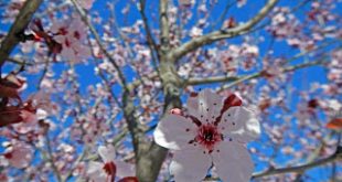 Ο φετινός Απρίλιος ήταν ο δεύτερος πιο ζεστός στα μετεωρολογικά χρονικά