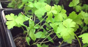 Τρεις τροφές που λειτουργούν σαν φάρμακα