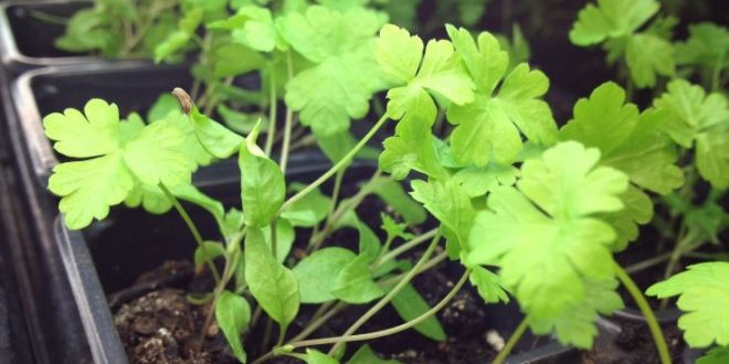 Τρεις τροφές που λειτουργούν σαν φάρμακα