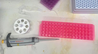 Γενετικό τεστ μπορεί να εντοπίσει τους άνδρες που κινδυνεύουν περισσότερο από καρκίνο των όρχεων