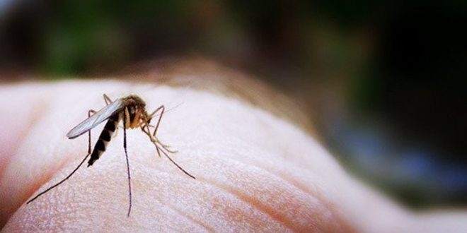 Γιατί σας τσιμπάνε τα κουνούπια