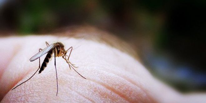 Γιατί σας τσιμπάνε τα κουνούπια