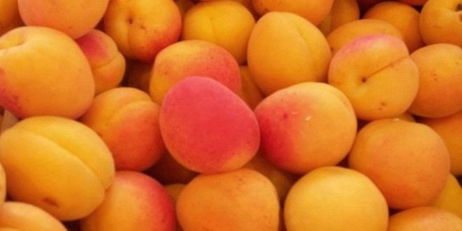 Τα τρία μεγάλα οφέλη του βερίκοκου