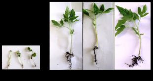 Ερευνητές του ΕΚΠΑ καταπολεμούν οικολογικά φυτικές ασθένειες