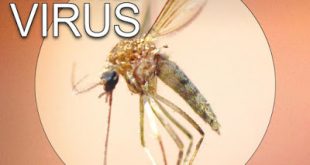 Κανένα περιστατικό ιού του δυτικού Νείλου στη Βόρεια Ελλάδα μέχρι στιγμής