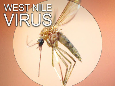 Κανένα περιστατικό ιού του δυτικού Νείλου στη Βόρεια Ελλάδα μέχρι στιγμής