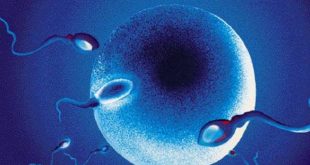 Οι τροφές που ενισχύουν την ανδρική γονιμότητα