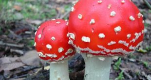 Προσοχή στα μανιτάρια. Ποια στην χώρα μας προκαλούν δηλητηρίαση και με ποια συμπτώματα;