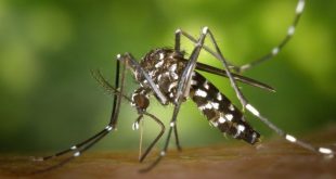 Πώς θα προστατευτείτε από τα κουνούπια και τον ιό του Δυτικού Νείλου