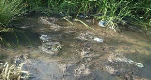 Τουλάχιστον 300 εκατομμύρια στρέμματα αγροτικών καλλιεργειών παγκοσμίως ποτίζονται με λύματα των πόλεων