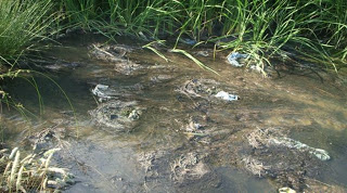 Τουλάχιστον 300 εκατομμύρια στρέμματα αγροτικών καλλιεργειών παγκοσμίως ποτίζονται με λύματα των πόλεων