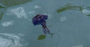 Για τον μεδουσο-αρμαγεδώνα μπορεί να έχουν βάλει το δαχτυλάκι τους και οι άνθρωποι