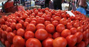 Δέσμευση 2 τόνων ντομάτας στη λαχαναγορά του Ρέντη