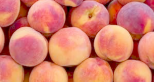 Δωρεά 20.410 κιλά νεκταρίνια στο Κοινωνικό Παντοπωλείο δήμου Χανίων από την Οργάνωση Παραγωγών ΑΣ ΠΕΛΛΑΣ