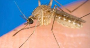Καταγράφηκε στην Ελλάδα το πρώτο θύμα από τον ιο του Δυτικού Νείλου που μεταδίδεται από τσίμπημα μολυσμένων κουνουπιών