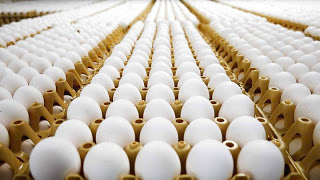 Μολυσμένα αυγά: η Ολλανδία επεκτείνει τους ελέγχους στο κρέας των πουλερικών