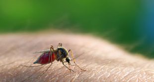 Σε καραντίνα χωριά της Θήβας υπό τον κίνδυνο ελονοσίας!