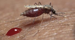 Σύσκεψη στο ΚΕΕΛΠΝΟ για τα νοσήματα που μεταδίδονται από τα κουνούπια