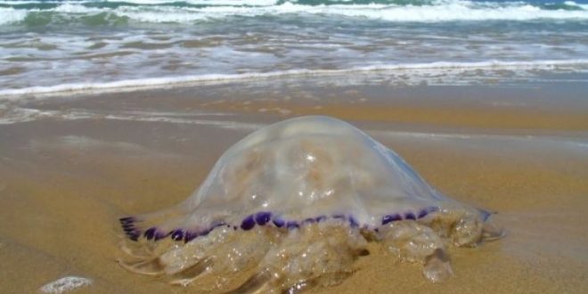 Το καλύτερο αντίδοτο για το τσίμπημα της μέδουσας και της τσούχτρας