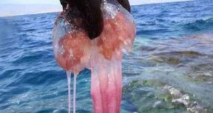 ΥΠΕΝ: Άμεσα μέτρα αντιμετώπισης του προβλήματος των μεδουσών στον Κορινθιακό Κόλπο