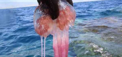 ΥΠΕΝ: Άμεσα μέτρα αντιμετώπισης του προβλήματος των μεδουσών στον Κορινθιακό Κόλπο