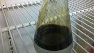 «Πετρελαιοφάγα» βακτήρια, που απομόνωσαν ερευνητές του ΕΚΠΑ, μπορούν να καθαρίσουν τον Σαρωνικό