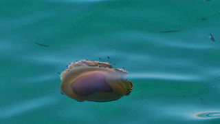 Και οι μέδουσες κοιμούνται (άρα μπορούν να πιαστούν στον ύπνο)!