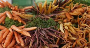 H κλιματική αλλαγή επηρεάζει το πιάτο μας. Τεύτλα, καρότα, σιτηρά, πατάτες, πουλερικά, γάλα θύματα της αύξησης της θερμοκρασίας