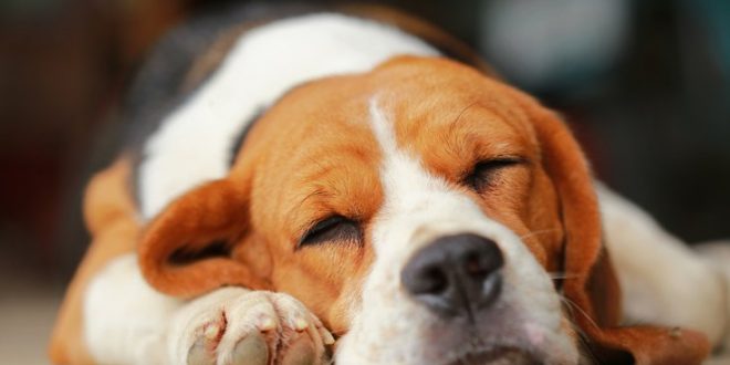 Όσοι μοιράζονται τη ζωή τους με έναν σκύλο κερδίζουν χρόνια ζωής