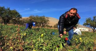 Η πιπεριά Φλωρίνης και οι συνταγές της γιαγιάς κατακτούν τα καλύτερα delicatessen του κόσμου